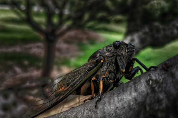 Restaurant owner: During peak season, we sell four to five hundred kilograms a day, which costs 400 yuan per kilogram? Zhejiang Lishui eats cicadas and sells exorbitant vegetation | Video | Restaurant owner