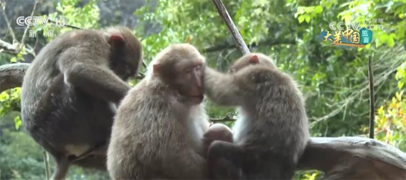 武夷山国家公园为藏酋猴们提供舒适的生存家园公园|游客|国家