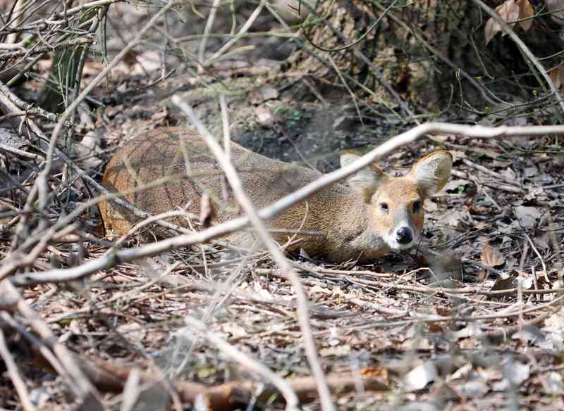 Biodiversity conservation and park experience can be balanced, with 8 Shanghai "natives" settling down in the park