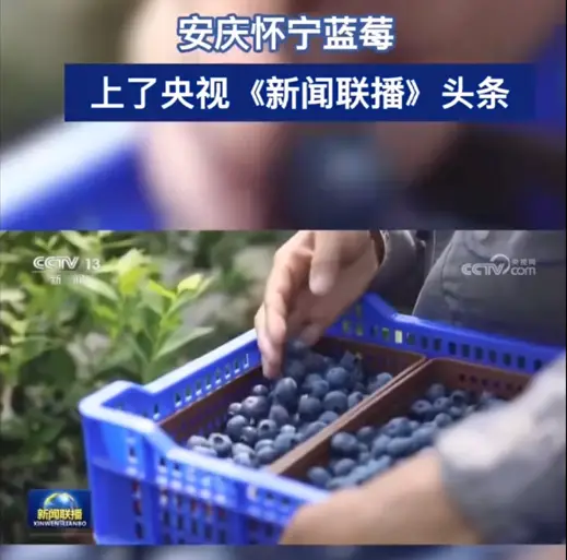 Why not grow blueberries for old age? Let’s talk about the hidden specialties of the Yangtze River Delta | There is a slang saying here: raising children for old age