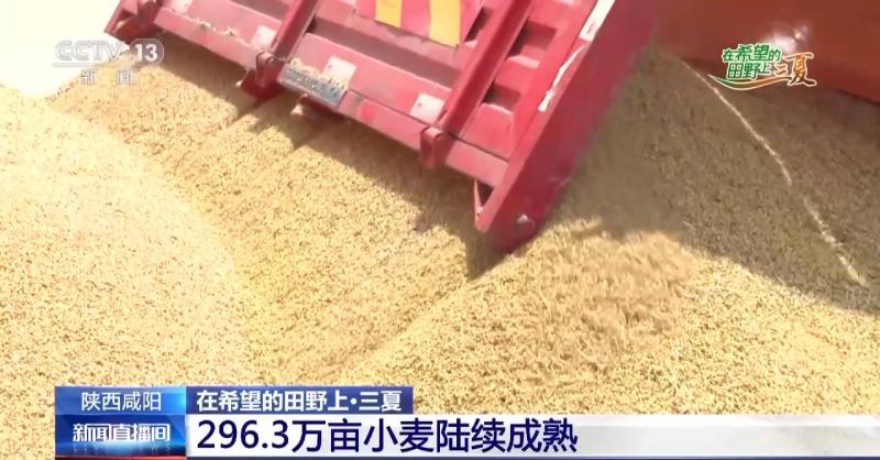 Drying, removing impurities, and day and night harvesting... Various measures are taken in various regions to ensure that wheat grains are returned to the warehouse during the peak wheat season. At present, the particles are returned to the warehouse