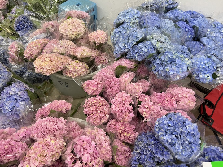 Who was ultimately harmed by infringement? The lawsuit against the best-selling domestically produced hydrangea flower has reached the highest court