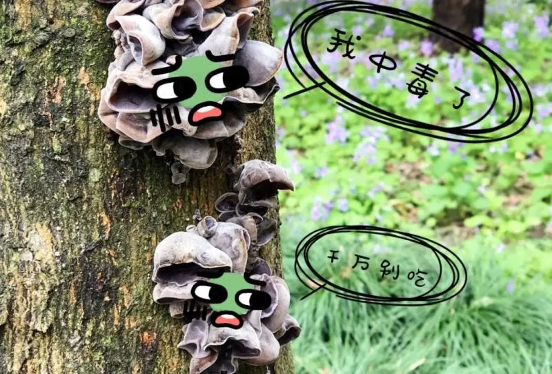 主管部门和专家：不要碰！,发出灵魂二连问,上海网友集中晒“蘑菇”