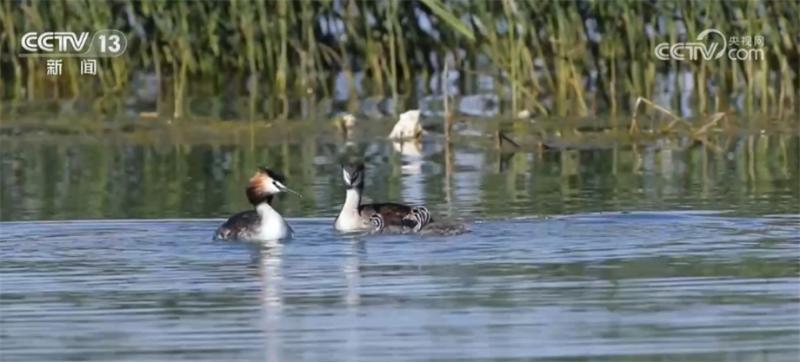 The migration of Huangyu has reached its peak, and the water area of Qinghai Lake has reached its largest value in nearly a decade. Protection | Qinghai Lake | Huangyu