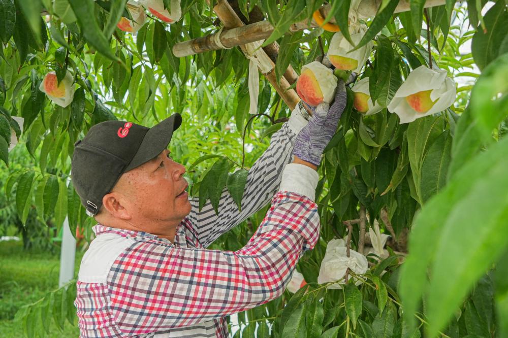Farmers in Yangshan, Wuxi have come to see that someone has grown peaches for 88 yuan each and planted them in Shanghai | Orchards | Farmers