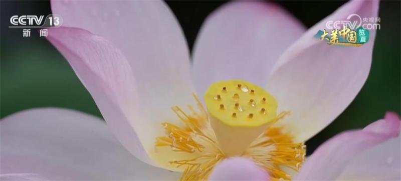 100000 acres of lotus flowers are blooming one after another, attracting visitors to the beautiful economy. The scenery continues to heat up, and the lotus seed economy