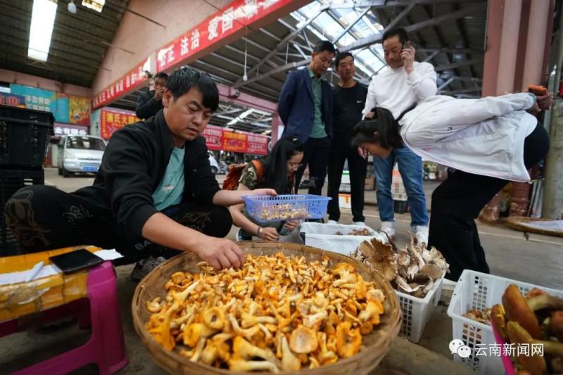 中毒预警！“野生菌魔幻季”又来了网友|人民群众|预警