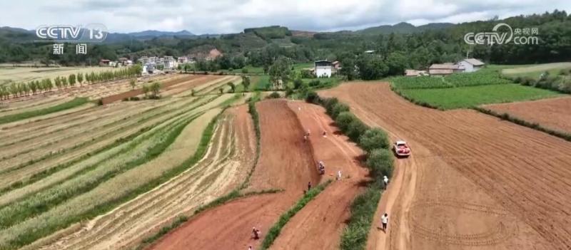 The rotation planting mode makes "idle fields" become "busy fields" during the season of increasing production and income for farmers. Fujian | Oat | Mode