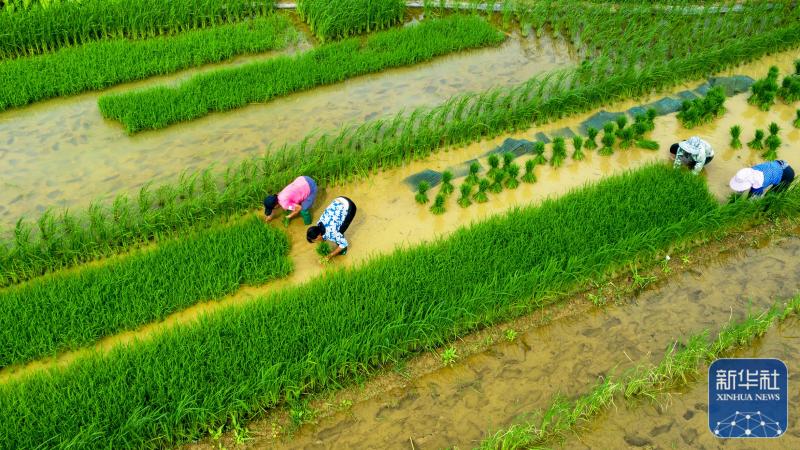 夏至前的田野街道|农民|田野