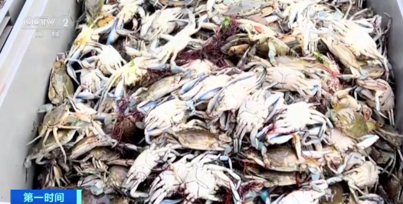 Blue crab invasion! Italian clams suffered a devastating blow. Italy | clams | blow