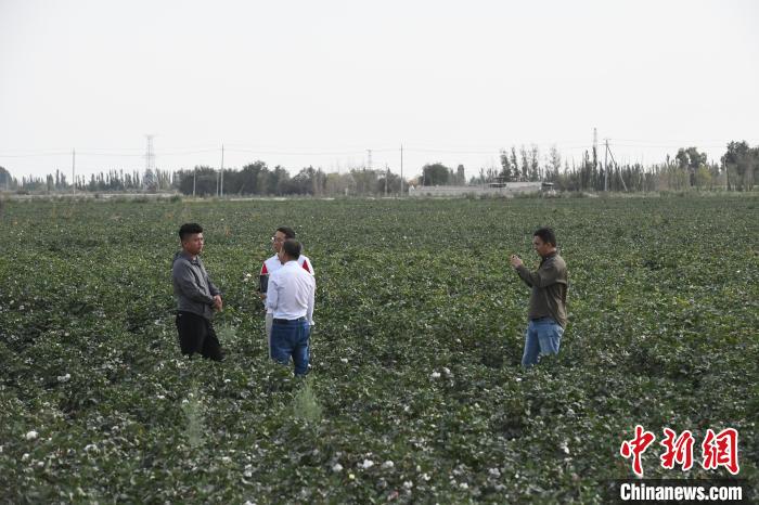 （聚焦中国高质量发展）新疆“超级棉田”引领智慧农业新业态
