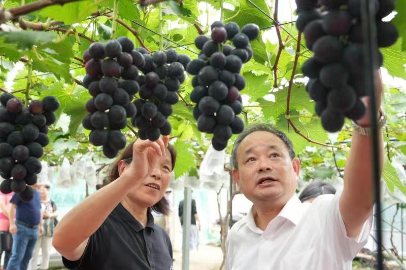 本土新秀品种“申华”受追捧,​亩产值超10万元！施泉葡萄节在沪郊金山开幕葡萄|品种|本土