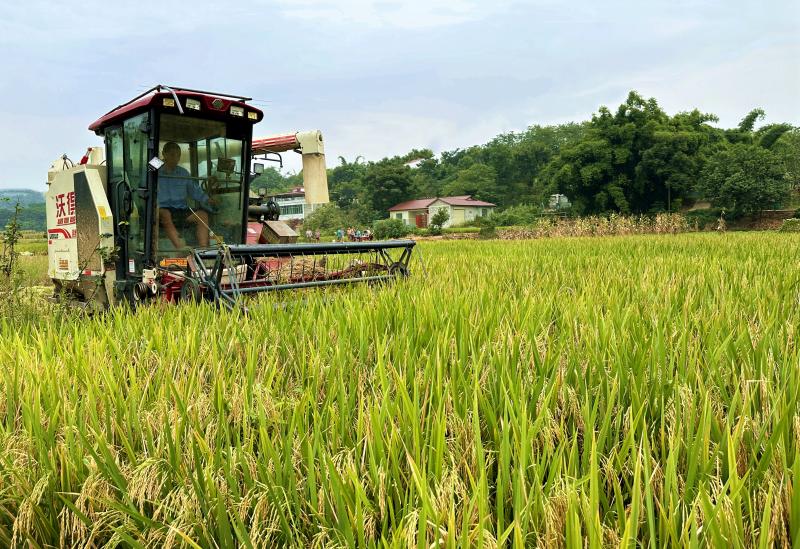 The yellow rice harvest is busy and joyful. August 17th | Farmers | Harvesters