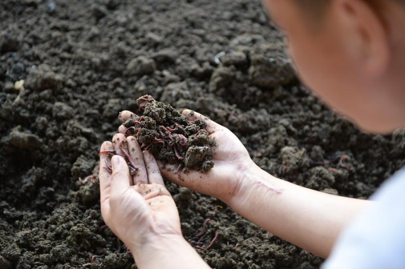 Solving the Ecological Answer Sheet of Transforming Farmland into Good Farmland - Observing the Practice of Ecological Civilization in China: Soil | Earthworms | China