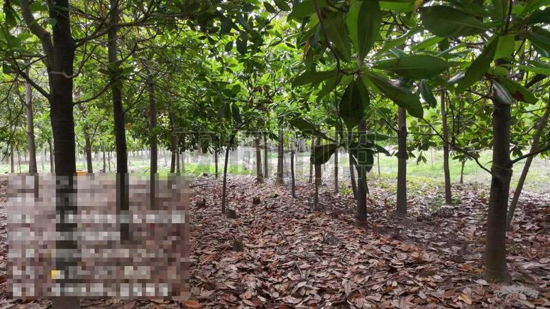 A forest in Chongming has turned into a slaughterhouse? The procuratorate issues prosecutorial suggestions to administrative organs | forest land | administrative organs