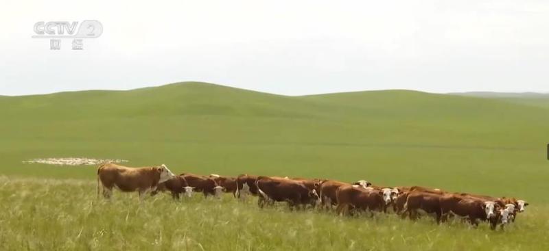 New breakthroughs in the cultivation of beef cattle breeds in China, increasing market share, breeding | breeds | China