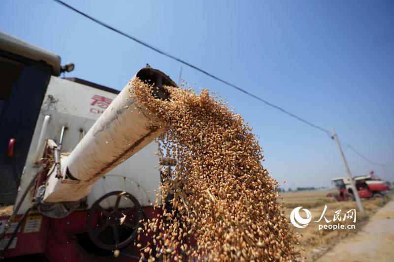 Group picture: Season of the Grain in Ear Day when the sickle blooms | Wheat | National