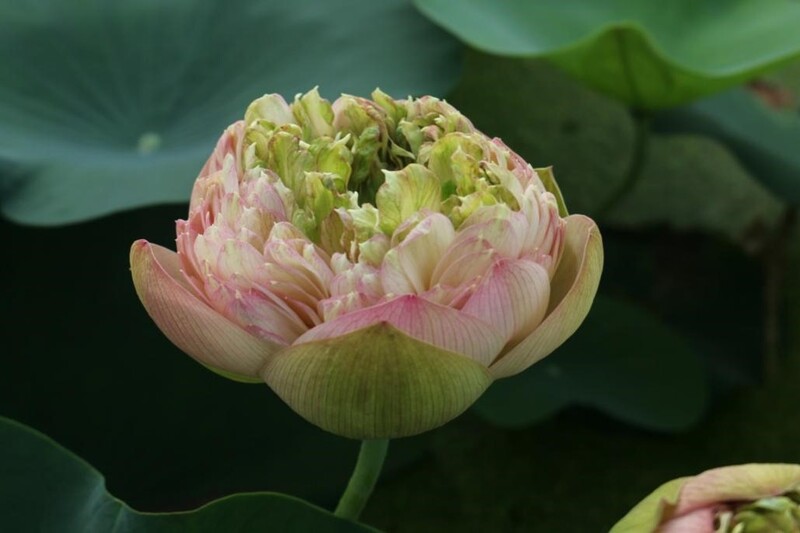 Imitating quail eggs... The lotus flowers in Shanghai have bloomed, which are small compared to a 1 yuan coin, and are rare in orange and inlaid colors. Drunken White Pool | Park | Size