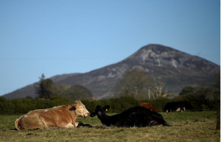 爱尔兰要杀20万头牛？！牛又做错了什么呢,为了减排达标温室|动物|爱尔兰