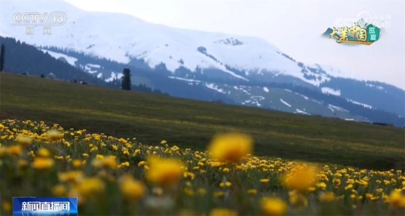 Green creates miracles, barren mountains are covered in green clothes. Aerial photography of China, experiencing the beauty of summer. Altitude | Grassland | Experience