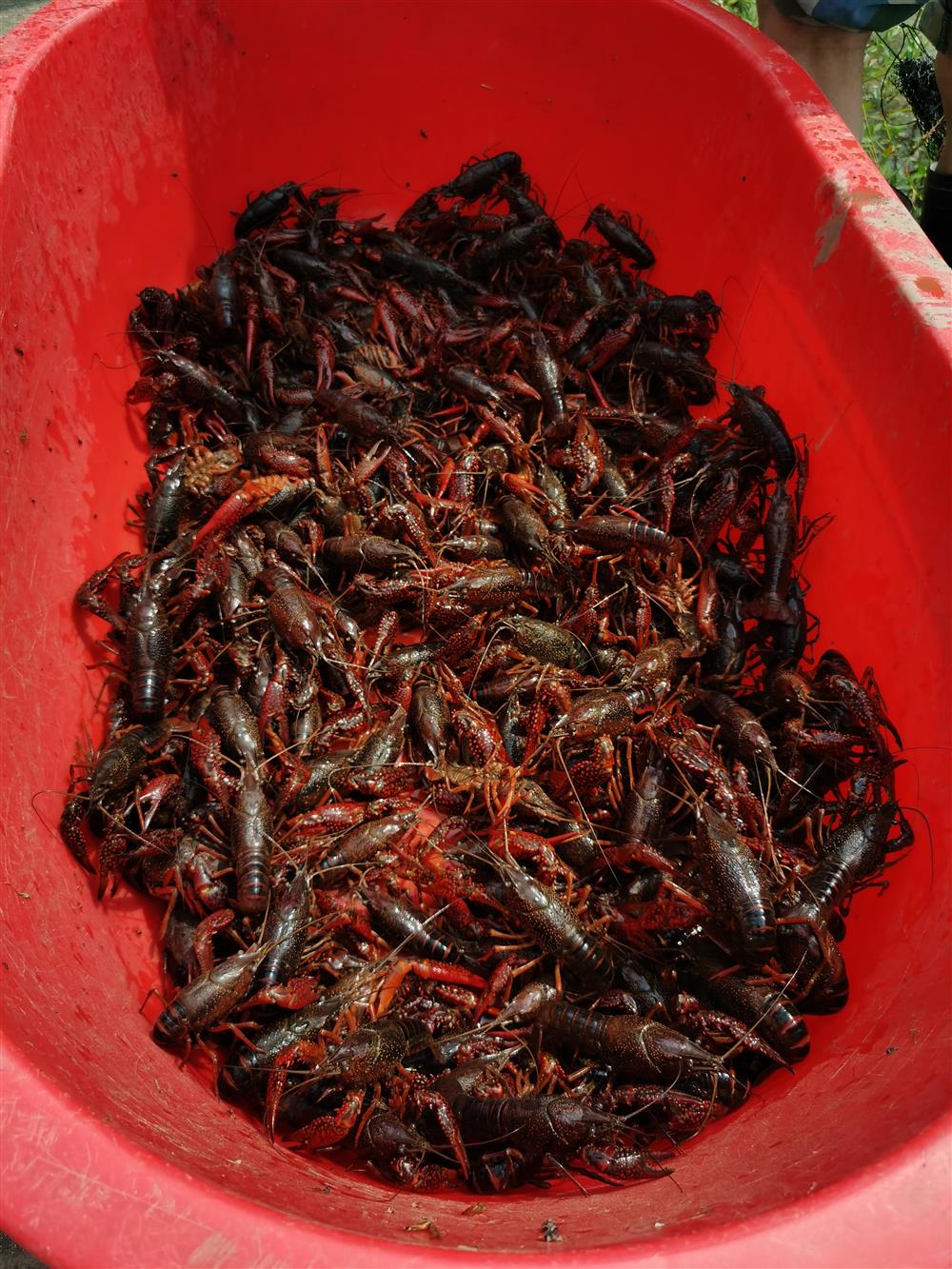 Catched twice the weight of shrimp in the rice field, and scattered crayfish seedlings during the 42 day window period between two seasons. The rice shrimp continuous cropping mode earned Chongming | rice | window period