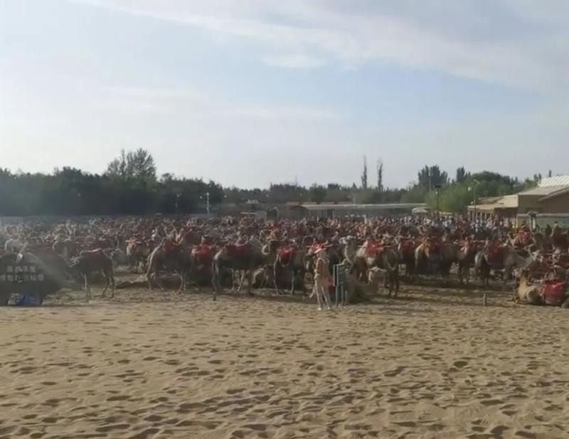 A Thousand Camels Strike in Mingsha Mountain, Gansu? Scenic Area: Adjustments have been made for safety and environmental reasons. Mingsha Mountain Crescent Spring in Dunhuang, Gansu | Scenic Area | Safety