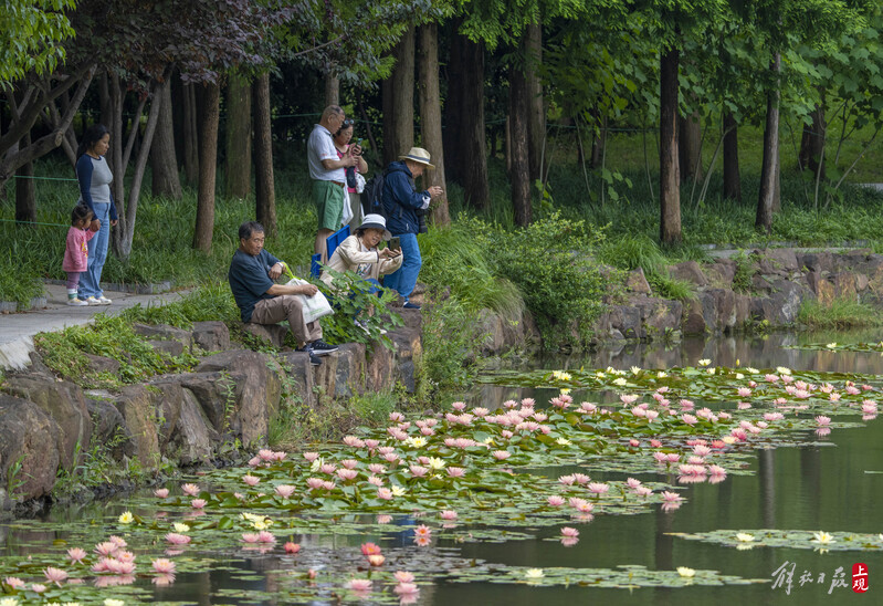 The refreshing fragrance fills the heart and soul, and the "water beauty" in Daning Park blooms with water lilies
