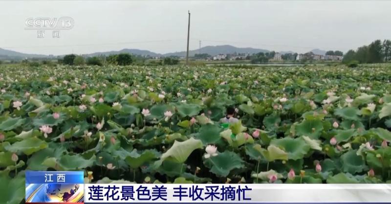 Lotus beauty, straw fragrance! Many parts of the country have picturesque scenery, such as wheat, straw, and picturesque scenery