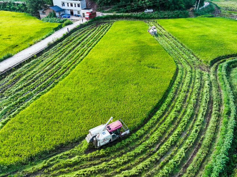 HD Large Picture | Yongchuan, Chongqing: Mechanized Operation for Rice Harvesting Press Fast Forward Button for Rice | Reporter | Yongchuan, Chongqing