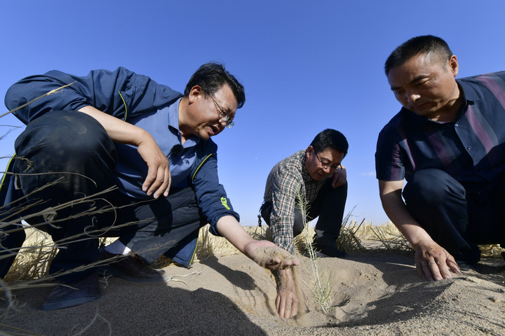 "Green Dyed" Homeland - Gansu Practice of Three Dimensional Sand Prevention and Control, Embracing Gulang County in Wuwei City | Babusha | Desert