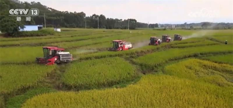 Multiple measures are taken in various major grain producing areas to promote high-quality and efficient early rice harvesting | Agriculture | Main Production Areas