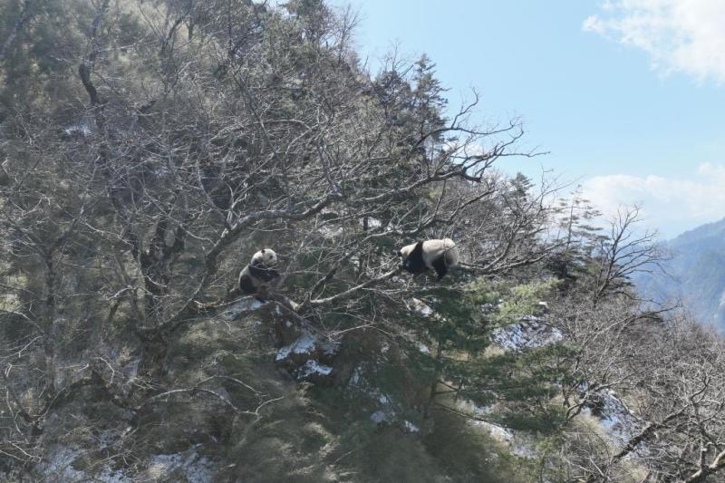 Exploring National Parks | Giant Panda National Parks: Ecological Stories Behind the Growing Population of Wild Giant Pandas Villagers | Giant Pandas | Population