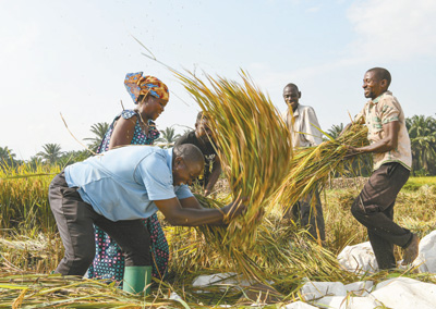 Multiple Measures taken by African Countries to Promote Agricultural Development (International Perspective) Countries | Rice | Agriculture