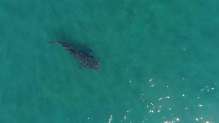 Tourists who carry out shark eco-tourism or have a negative impact on shark behavior, according to the latest international research