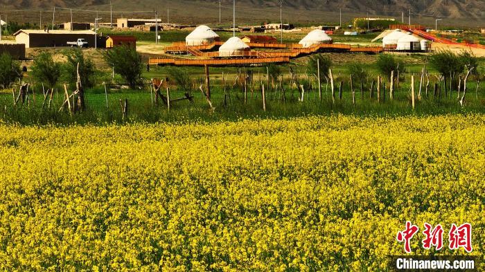 Thousands of acres of rapeseed flowers bloom in the Tianshan Mountains | blue sky | rapeseed flowers in Toksun County, Xinjiang