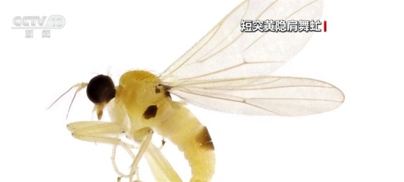 New! New Species Added to Mount Wuyi National Park Nanjing Institute of Environmental Sciences | Insects | National