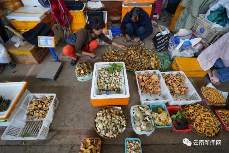 Poisoning warning! "Wild Mushroom Magic Season" Comes Again, Netizens | People | Warning