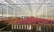 The output value scale is 20 million yuan, with a daily production capacity of 30000 fresh cut flowers. Shanghai Chongming International Chrysanthemum Ecological Park has put into operation as an opportunity | Flowers | Cut Flowers