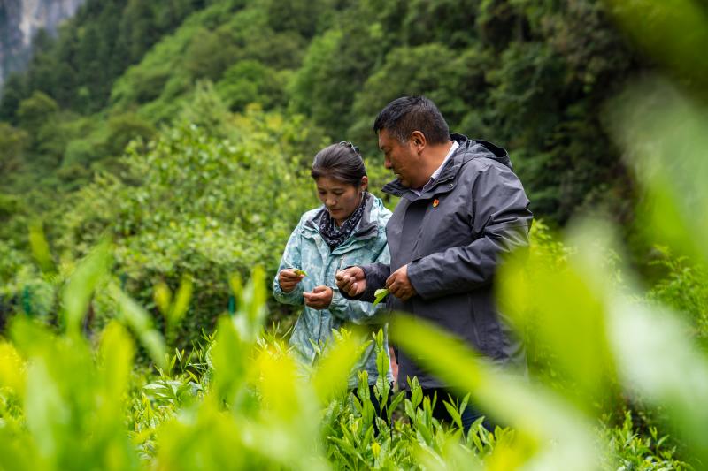 西藏勒乡：“好地方”开出“幸福花”哈达|茶叶协会|地方