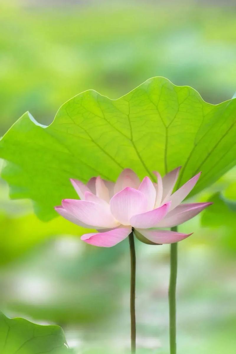 今日芒种编辑|农事|芒种