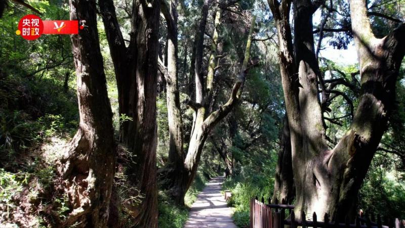 On the Political Scene | Protecting the Ancient Cypress on the Shu Road and Being a Good Guardian of Ancient Cypress Culture | Shu Road | Ancient Cypress