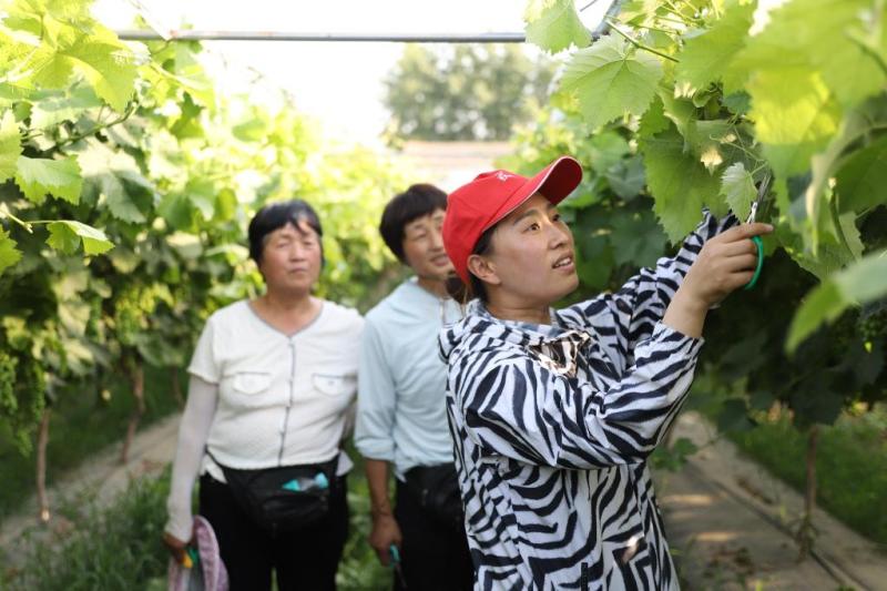 High Quality Development Research Tour | "Technology Partner" Promotes Tianye's "Prosperity Flower" Sweet Potato | Expert | Tianye