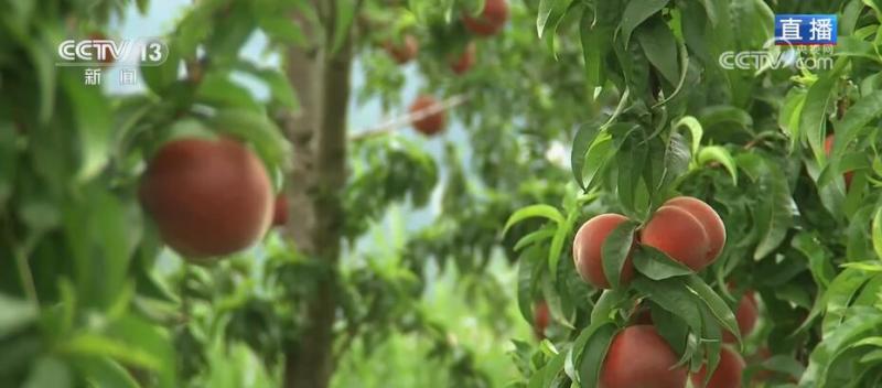 In the past, barren mountains turned into happy "golden mountains", and peach orchards became farmers' income increasing "wealth garden". Wuling Mountain | Taoyuan | Jinshan | Taoyuan