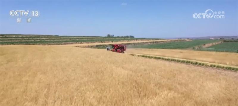 The yield of wheat machinery will exceed 90%. Gansu winter wheat will gradually enter the harvest period wheat area | wheat | harvest period