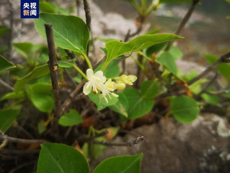 More than a hundred plants in scale! Discovery of the largest actual community of Lonicera japonica in Beijing | City | Lilac