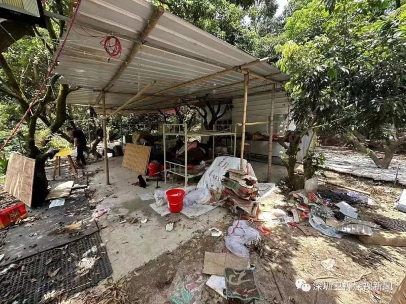 A fruit farmer in Shenzhen has been warned to demolish their own greenhouse in the field? The official responded to the staff from three aspects: lychee and shack
