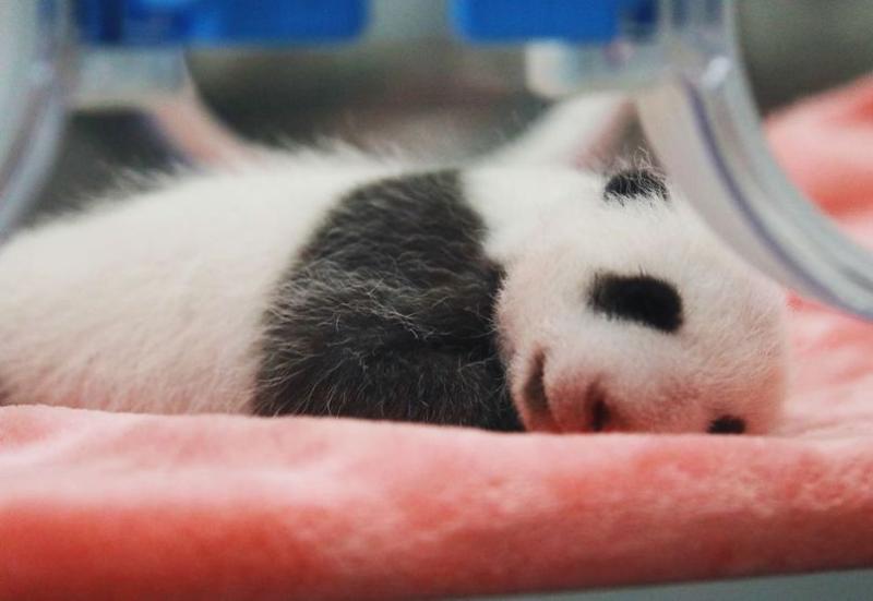 Athletes from all over the world capture the "cutest cub" national treasure at the Chengdu Universiade | Giant Panda | Universiade