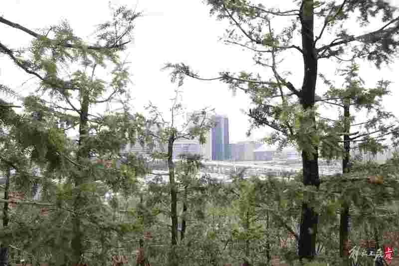 More than 60% of the Twin Towers in the World Expo Cultural Park are covered in green, creating a picturesque World Expo Cultural Park with "stacking mountains and managing water"