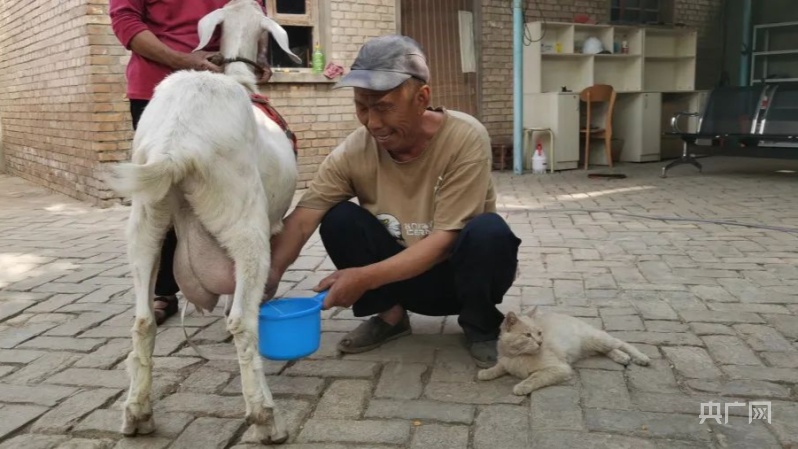 The "New" Appearance of Rural Revitalization | On the Road to Wealth, Sheep Milk Fragrant Sheep Milk. Goat milk | Liting | Goat milk