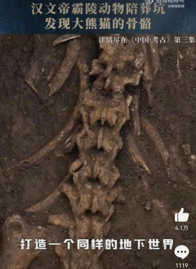 Emperor Wen of Han was buried with a giant panda? Complete Skeleton Animals of Giant Pandas Unearthed from Sacrificial Pits | Emperor Wen of Han | Giant Pandas